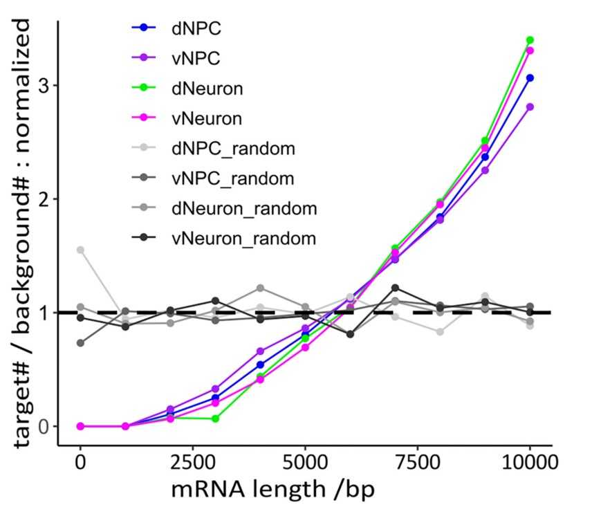 Analysis of length distribution of FMR1 targets in various cell types.jpg